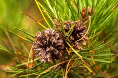 Pine Cones