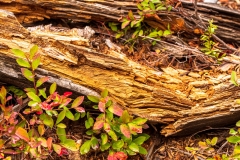 Rotting Pine