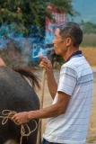 Water Buffalo