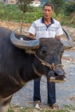 Water Buffalo