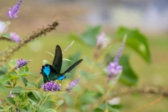 Yulong River butterfly
