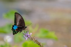 Yulong River butterfly
