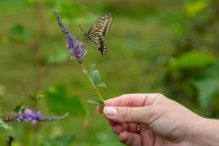 Yulong River butterfly