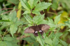 Yulong River butterfly