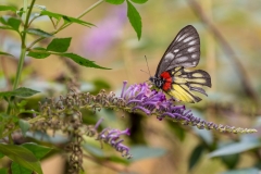 Yulong River butterfly