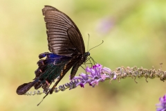 Yulong River butterfly