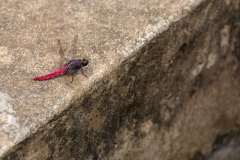 Yulong River dragonfly