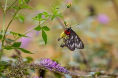 Yulong River butterfly