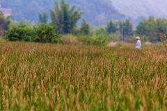Yulong River rice fields
