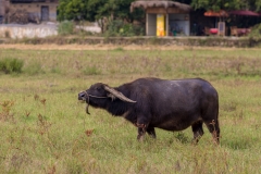 Water buffalo