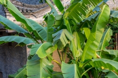 Banana plant