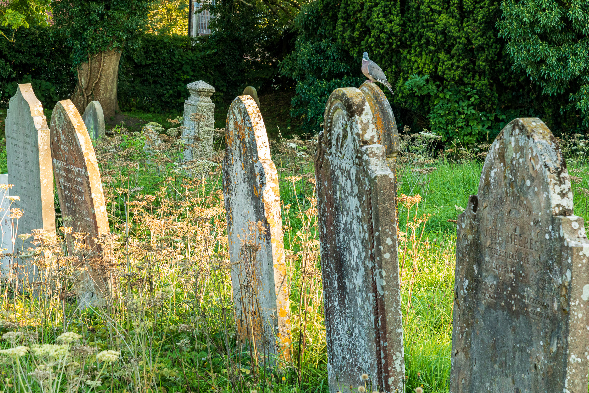 Selborne churchyard