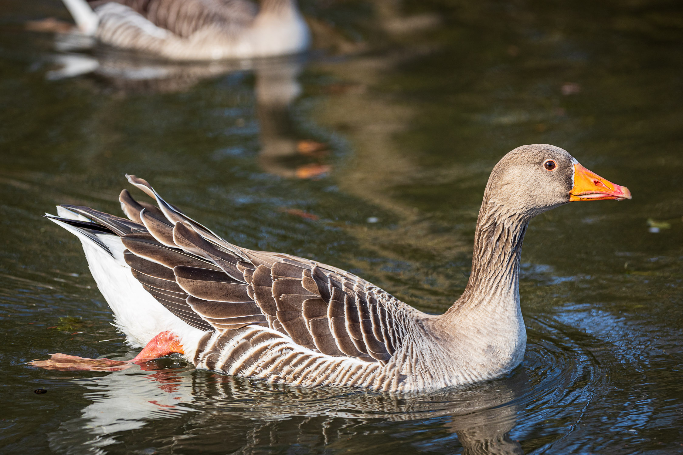 Geylag goose, River Itchen