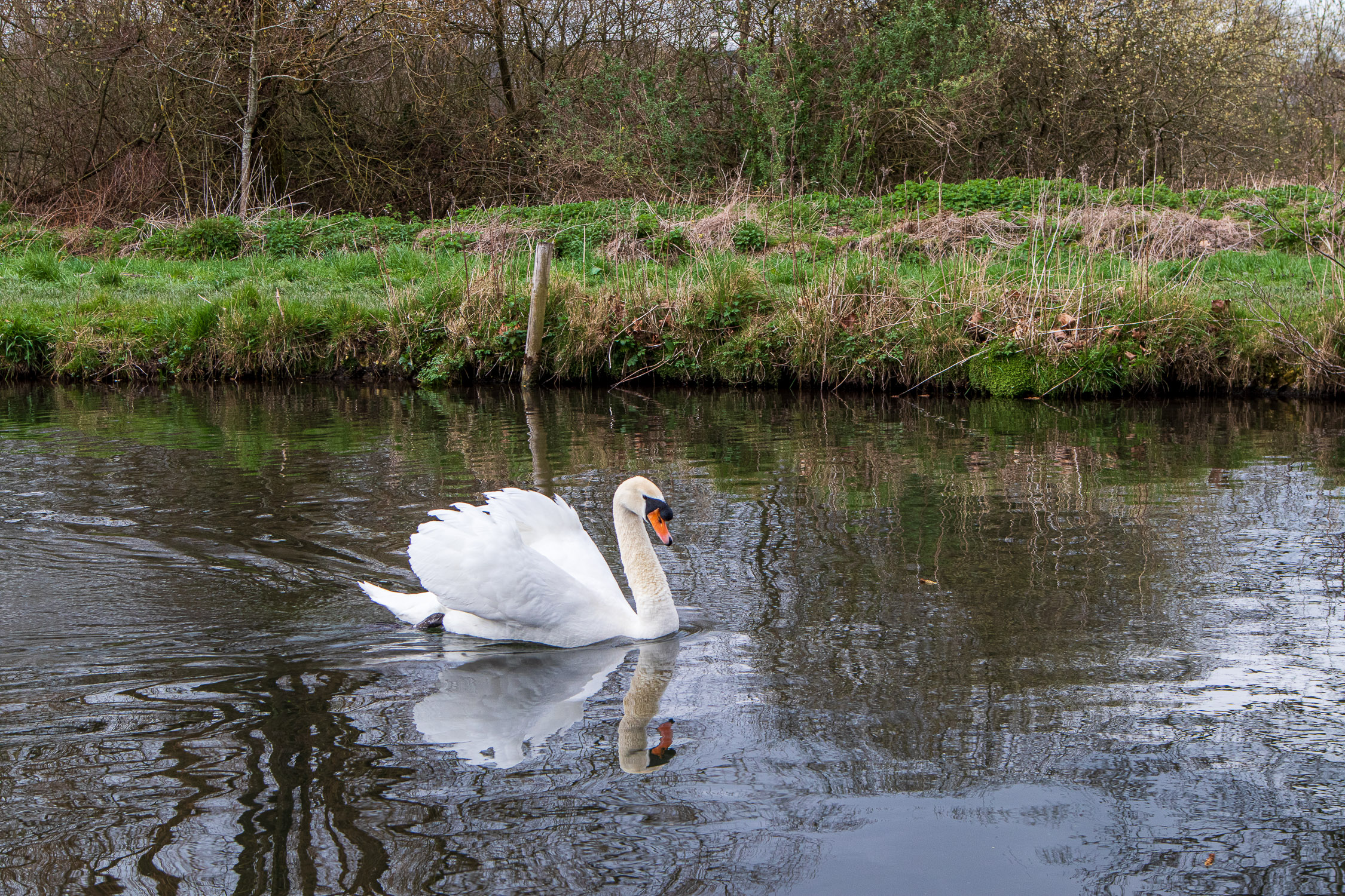 River Itchen swans