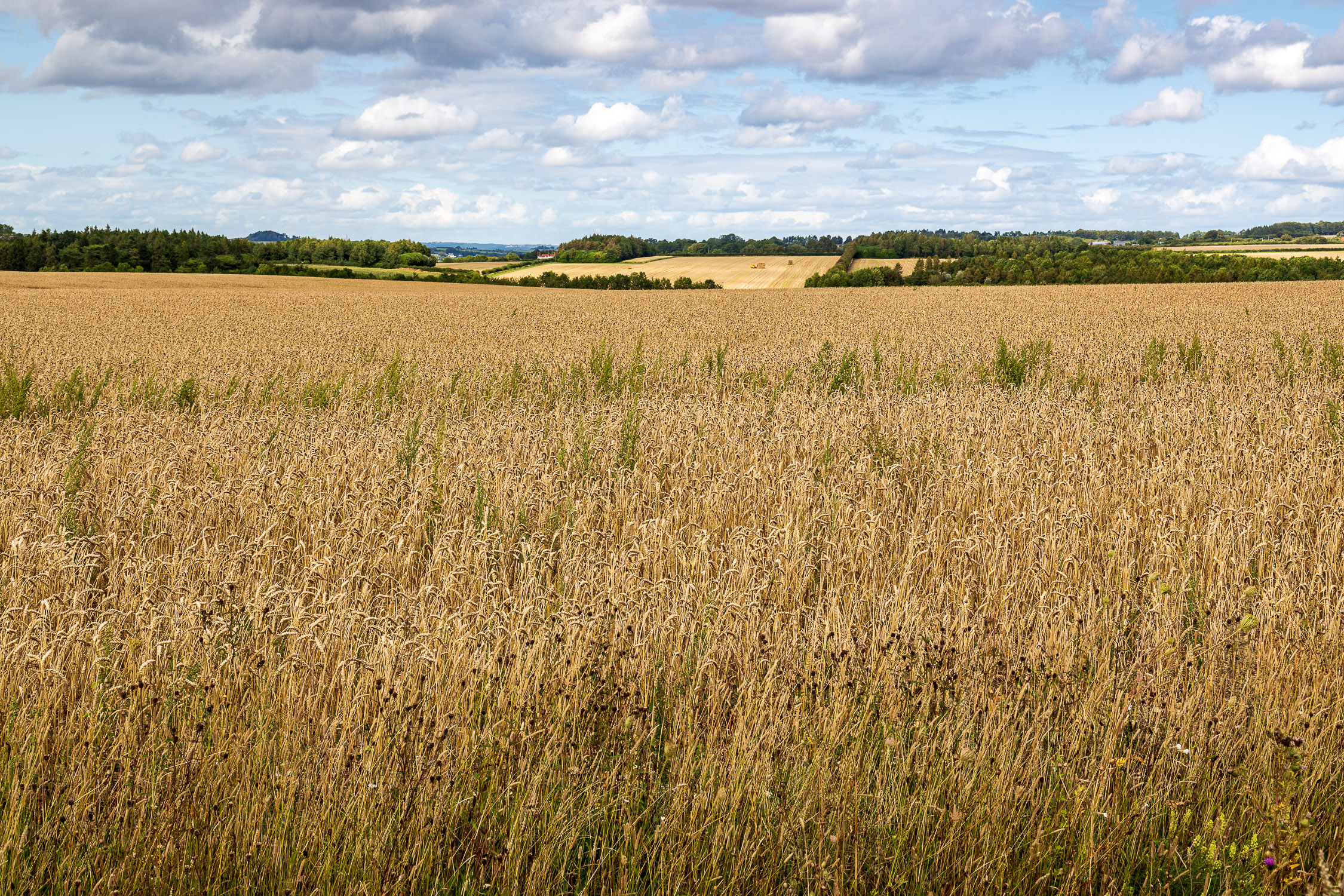 Hampshire farmland
