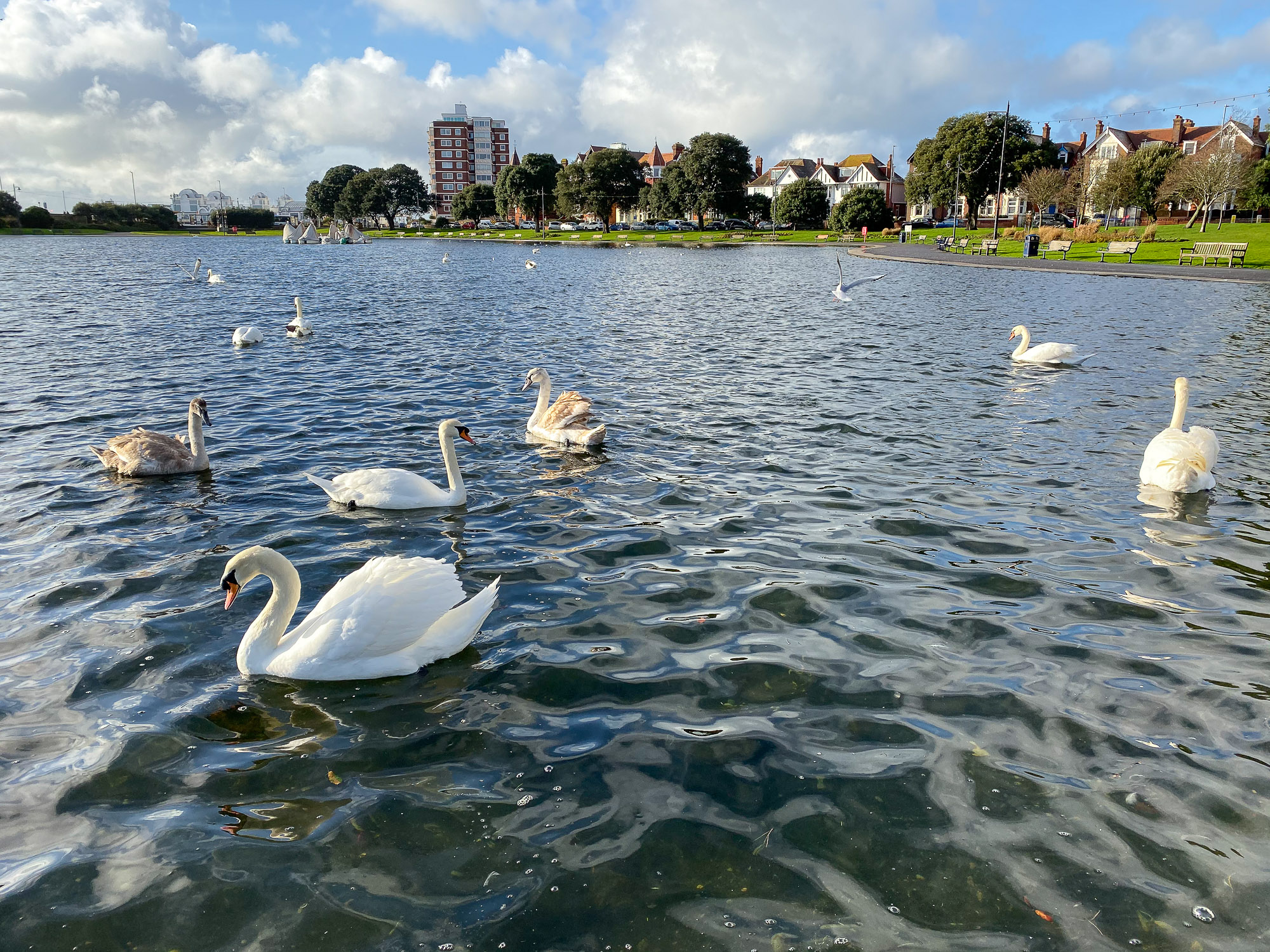 Swans on the Southsea Canoe Lake