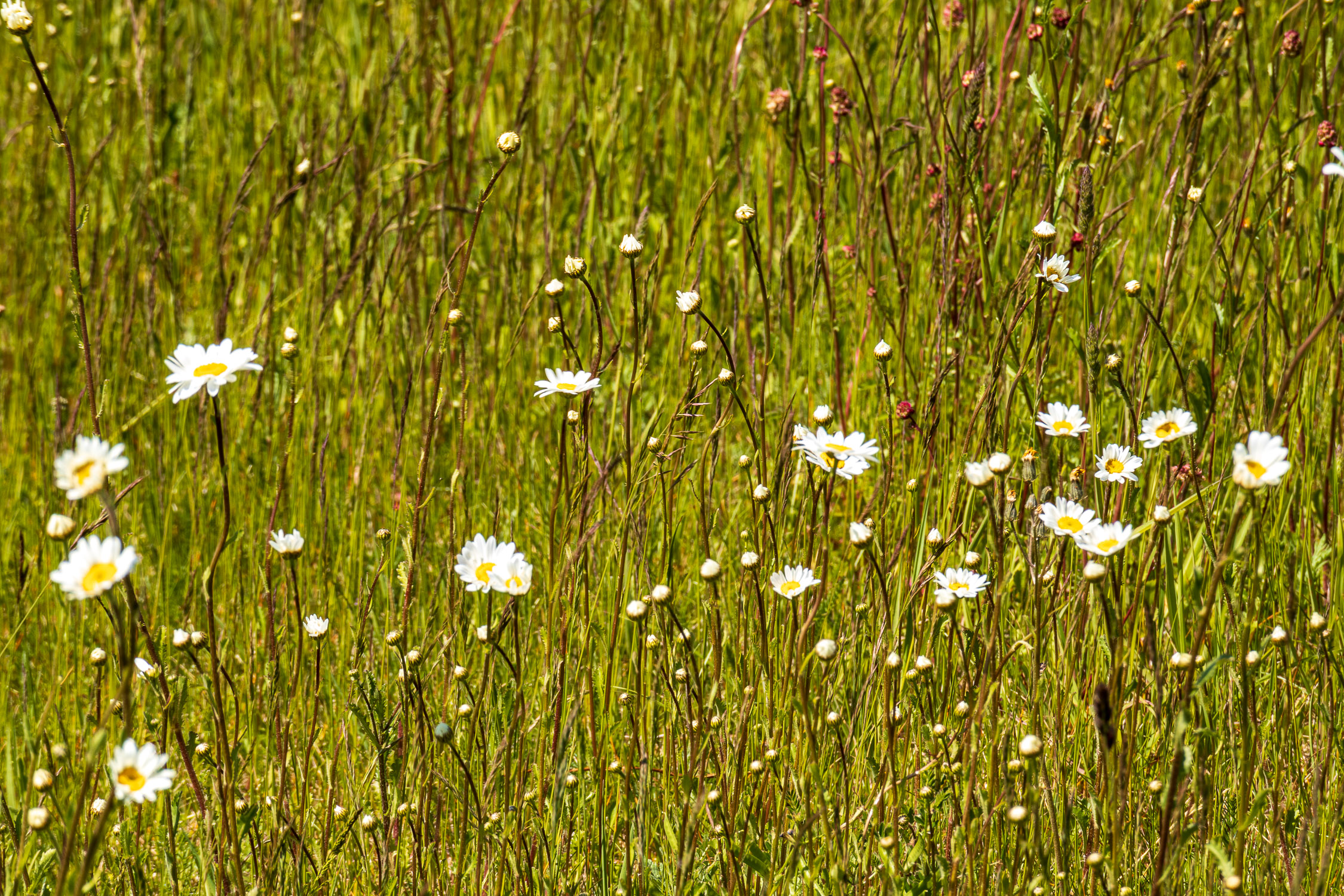 Wildflowers, Test Valley
