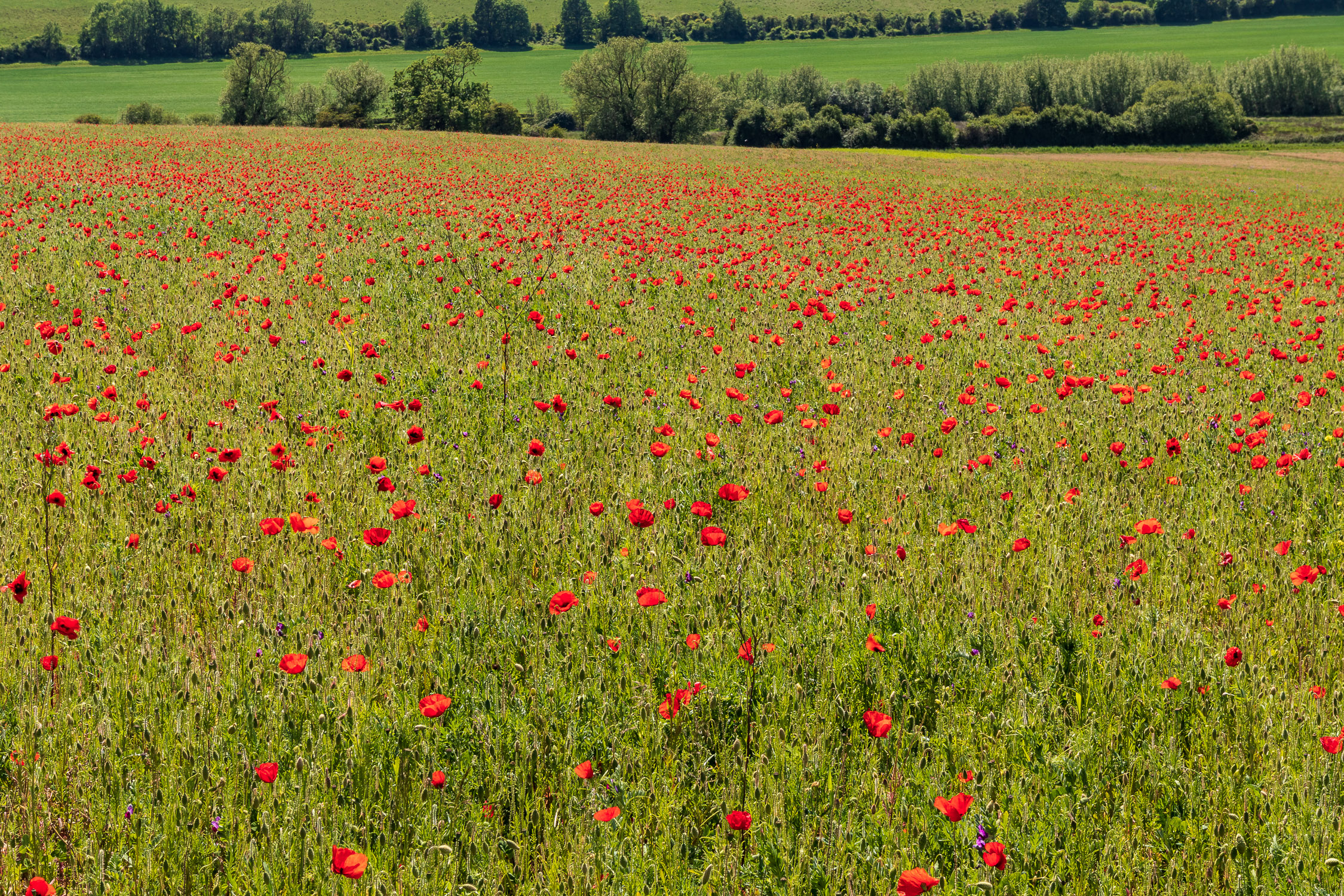 Field of poppies near Horsebridge