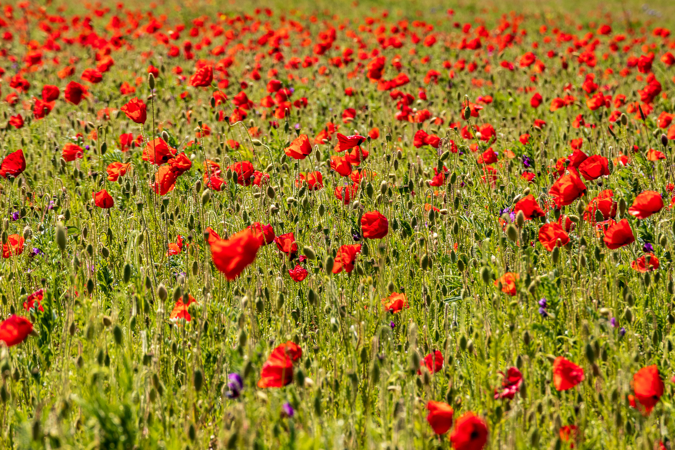 Field of poppies near Horsebridge
