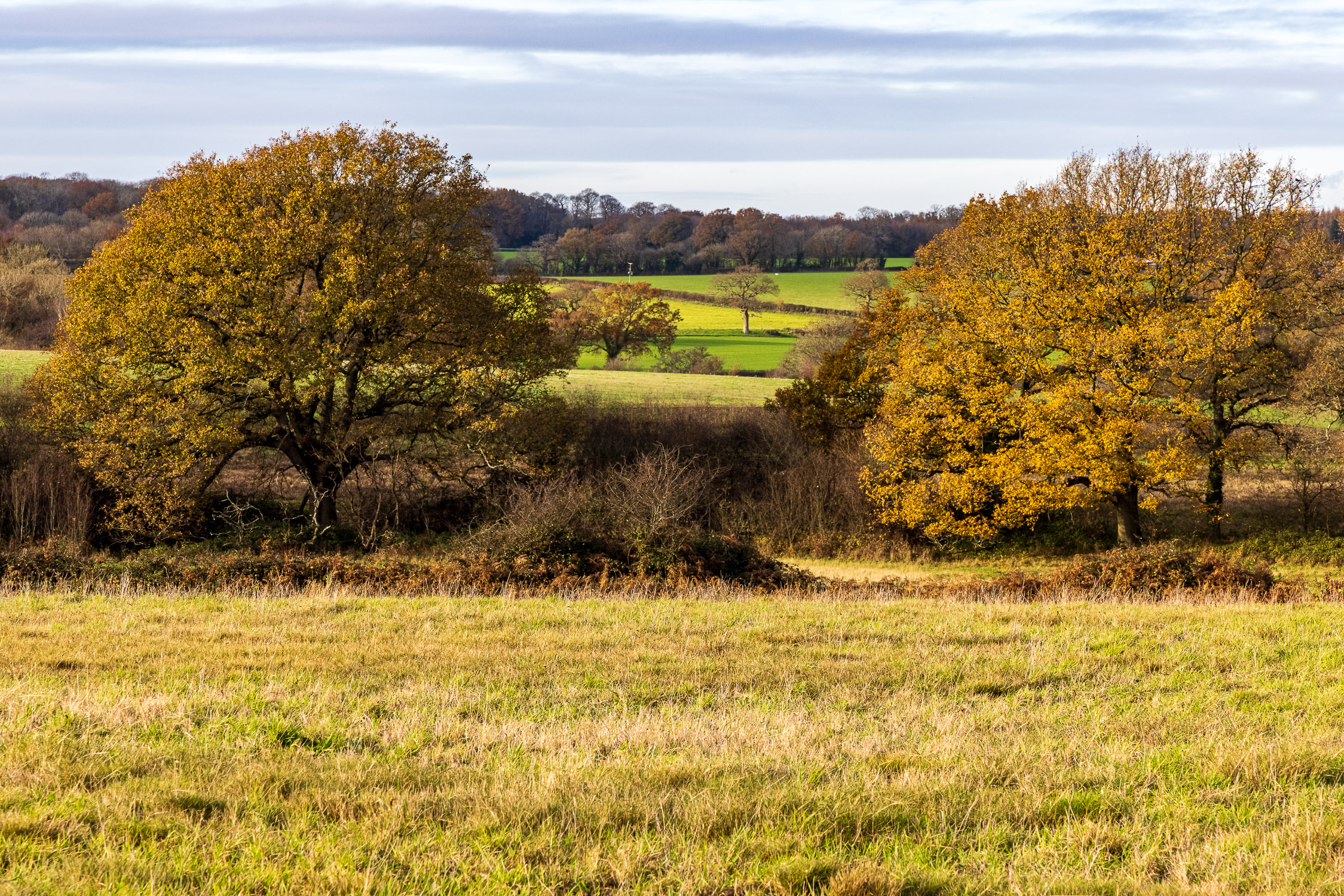 Oak trees in Autumn colours, Purbrook Heath