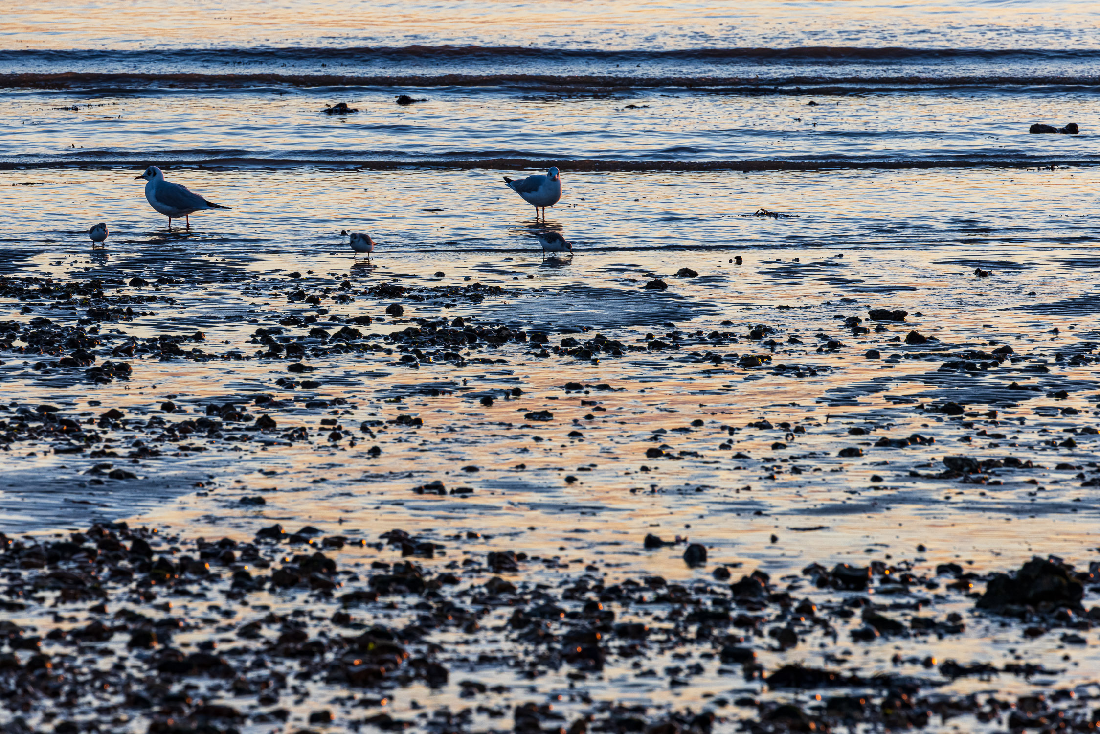 Seagulls on a silver beach