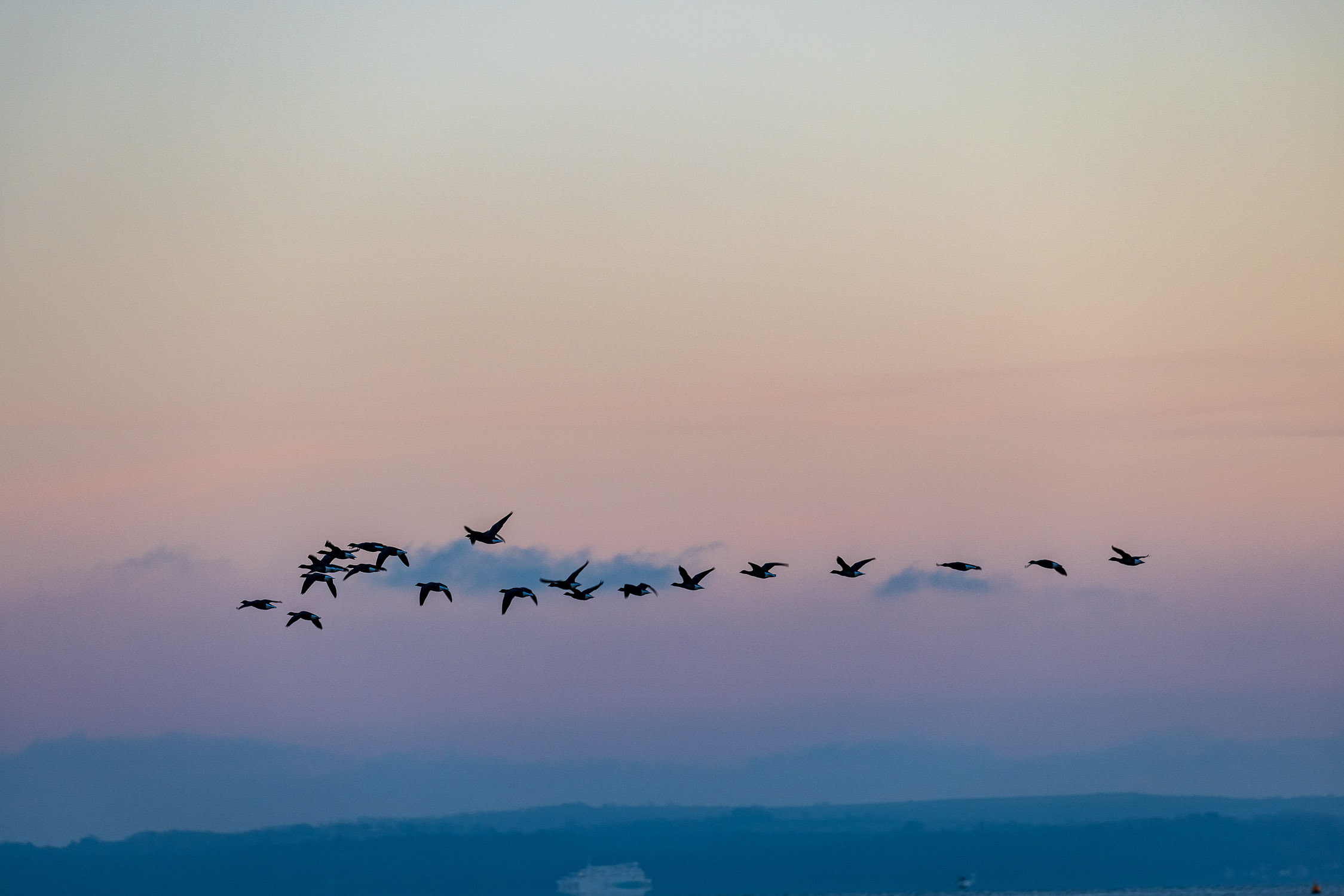 Geese above the Solent