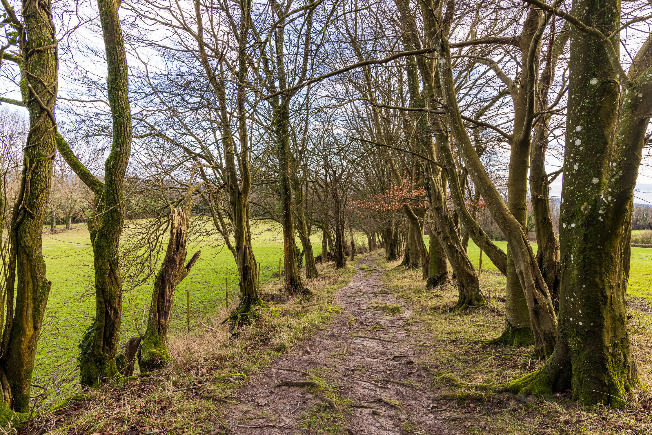 Footpath through the trees, Steep Marsh