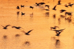 Sunset over Langstone Harbour, Hampshire