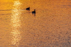 Sunset over Langstone Harbour, Hampshire
