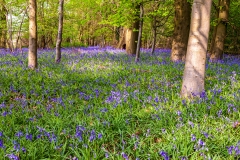 Early bluebells, Micheldever Woods