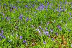 Early bluebells, Micheldever Woods