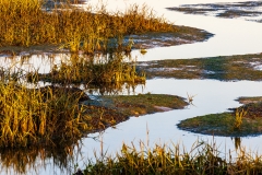 Calshot Marshes Nature Reserve
