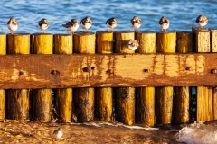 Calshot seagulls