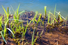 Titchfield Haven