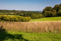 In the South Downs