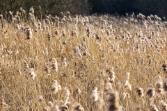 Reeds, Itchen Navigation