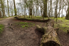 St Catherine's Hill, Winchester