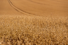 Fields of gold, Ashmansworth