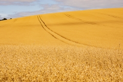 Fields of gold, Ashmansworth