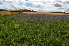 Arable farmland, Hampshire