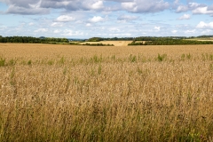 Hampshire farmland