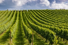 Vineyard, Test Valley