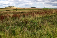 Hampshire countryside