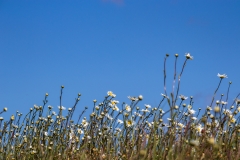 Wildflowers, Test Valley