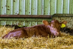 Test Valley calf