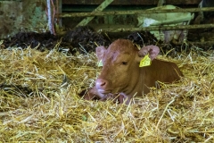 Test Valley calf