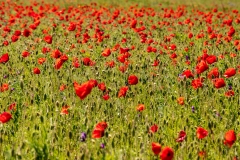 Field of poppies near Horsebridge