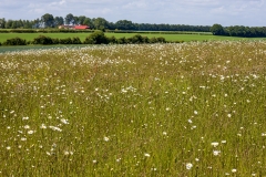 Wildflowers, Test Valley