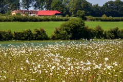 Wildflowers, Test Valley