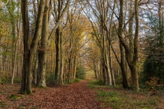 Footpath through Sawyer's Wood